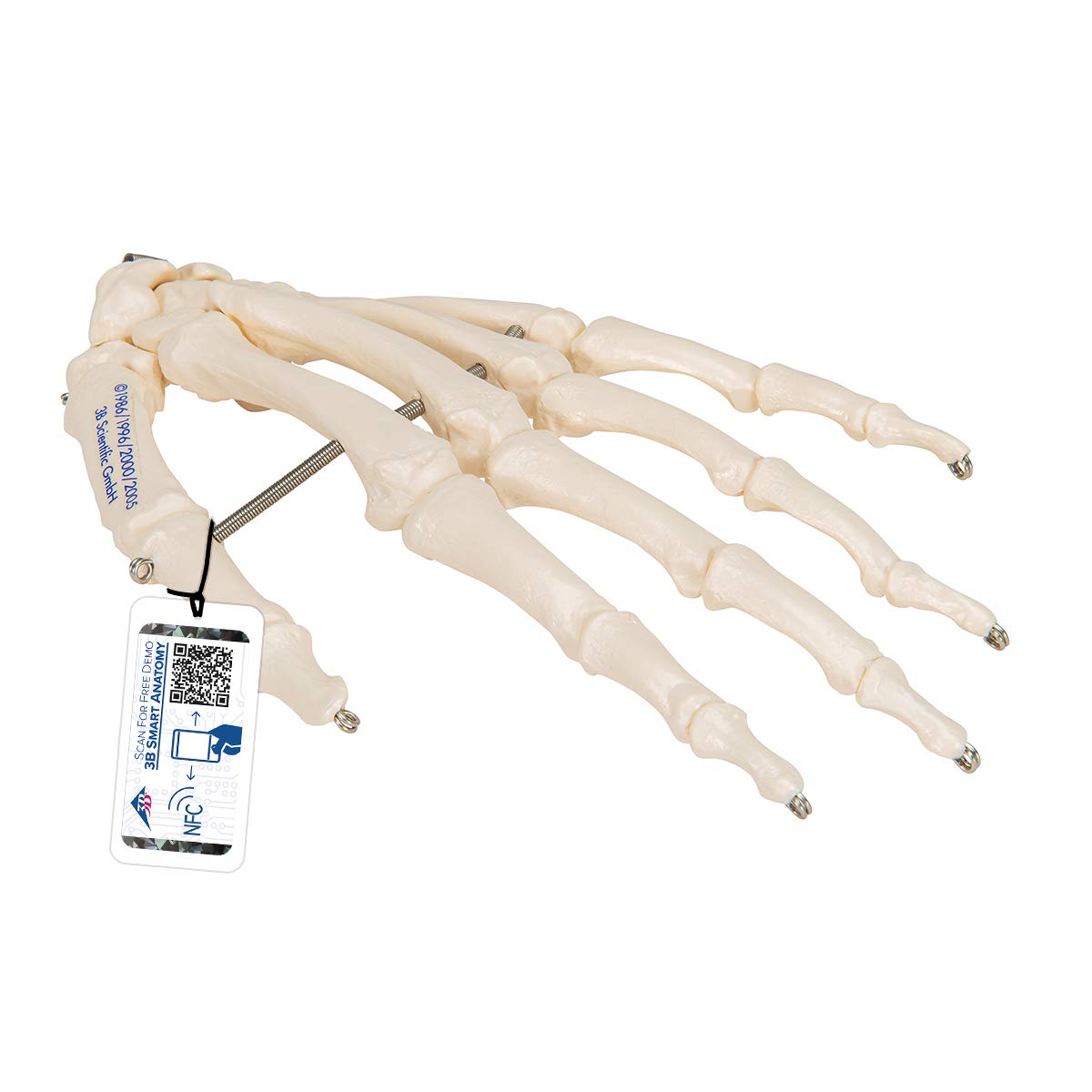 3b-scientific-handskelett-modell-auf-draht-lebensgro-smart-anatomy-app image 1