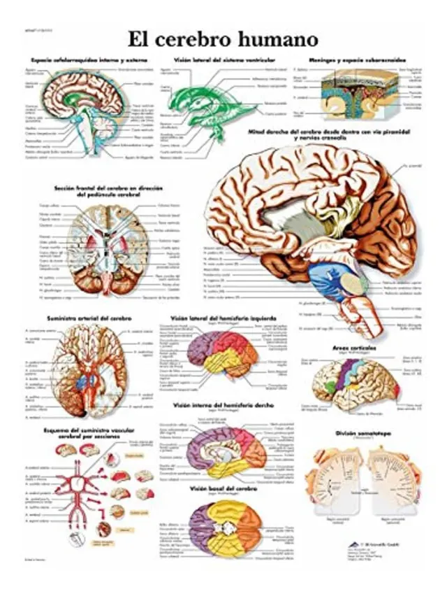 3b-scientific-anatomietafel-menschliches-gehirn-spanisch-papierposter image 1