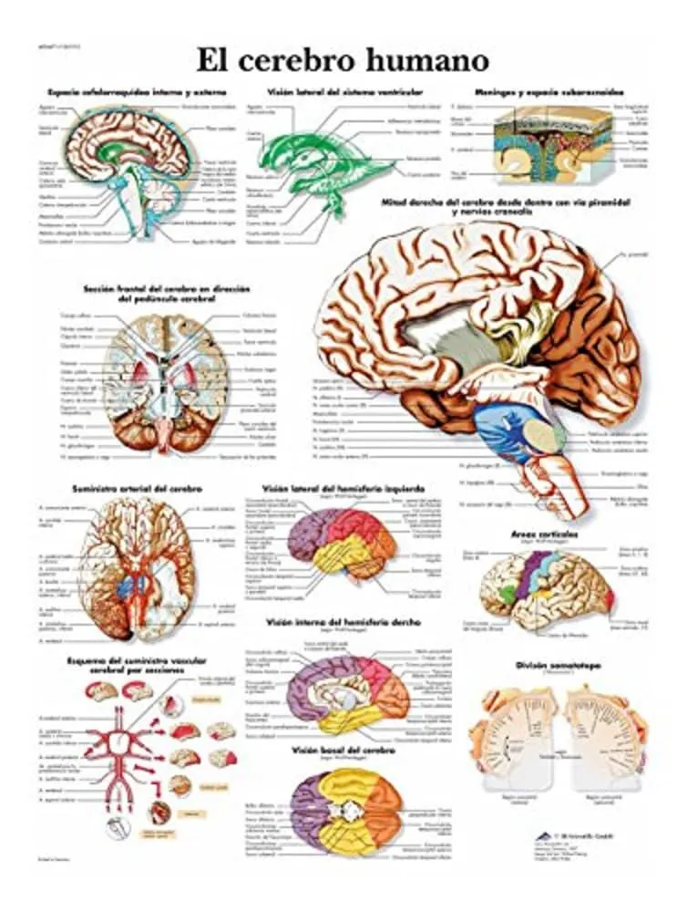 3b-scientific-anatomietafel-menschliches-gehirn-spanisch-papierposter image 1