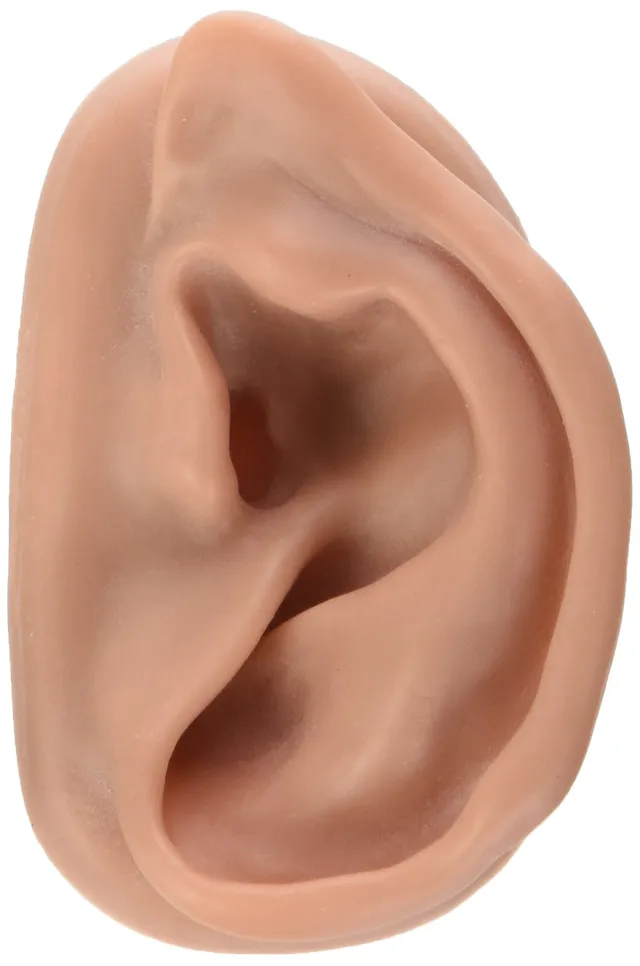 3b-scientific-n15-1r-akupunkturmodell-rechtes-ohr image 1