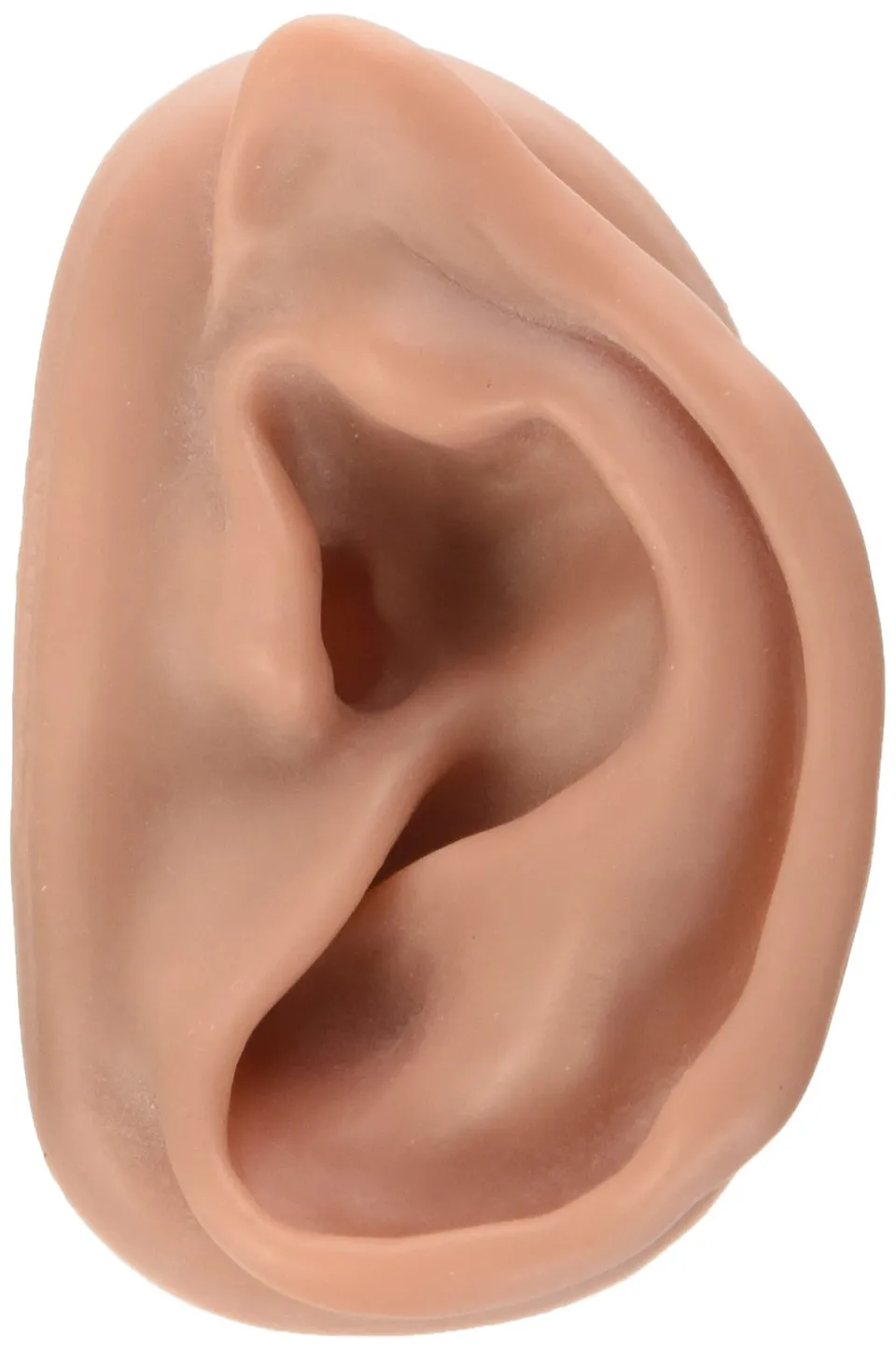 3b-scientific-n15-1r-akupunkturmodell-rechtes-ohr image 1