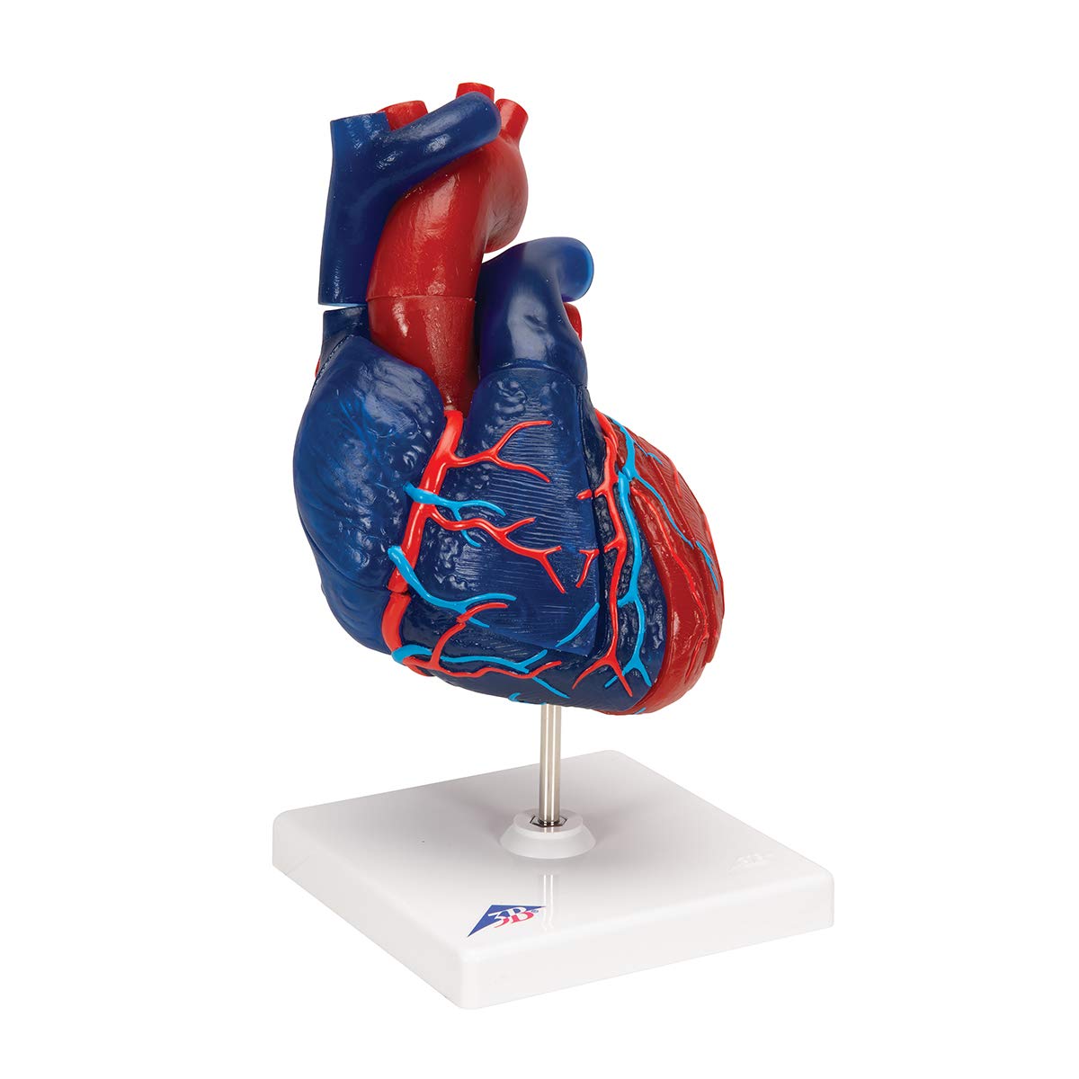 3b-scientific-herzmodell-lebensgro-5-teilig-didaktisch-smart-anatomy-app image 2