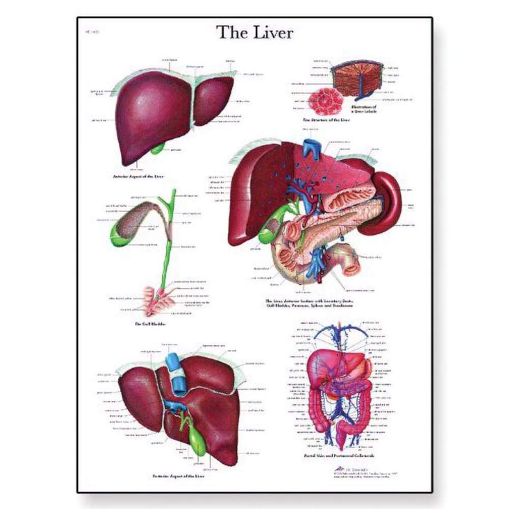 3b-scientific-leberdiagramm-menschliche-anatomie-vr1425uu-papierversion-lehrpost image 1