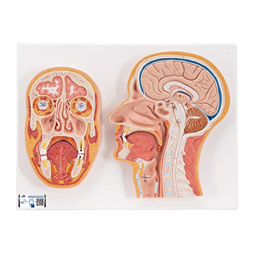 3b-scientific-kopfmodell-lebensgro-median-frontalschnitt-mit-gehirn-smart-anatom image 4