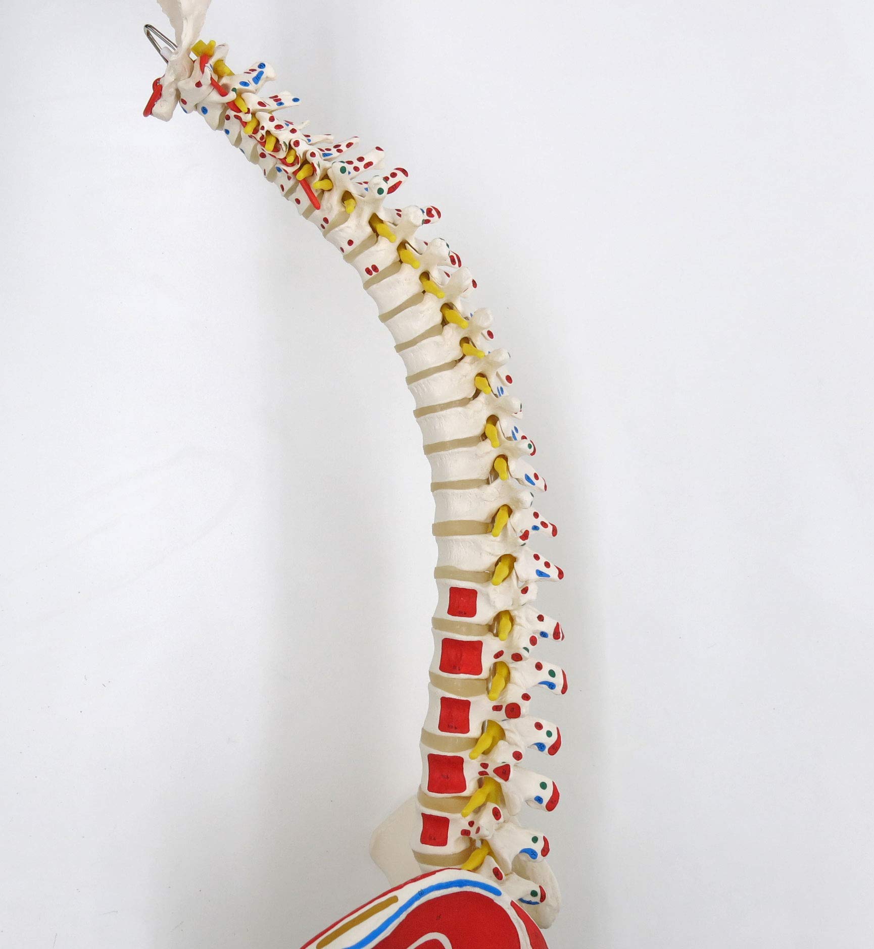 3b-scientific-flexible-wirbels-ule-klassik-lebensgro-es-wirbels-ulenmodell-mit-m image 7