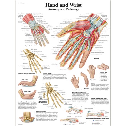 3b-scientific-vr1171uu-hand-und-handgelenk-anatomie-poster-papier-50-8x63-5-cm image 4