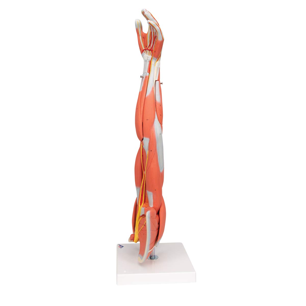 3b-scientific-armmuskel-modell-6-teilig-lebensgro-es-arm-modell-mit-abnehmbaren- image 3