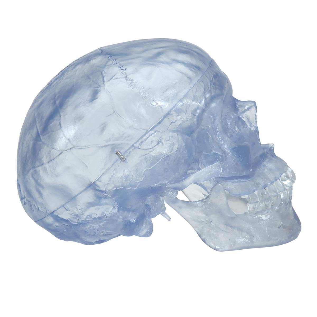 3b-scientific-klassik-sch-delmodell-transparent-3-teilig-mit-magnetverbindung image 3