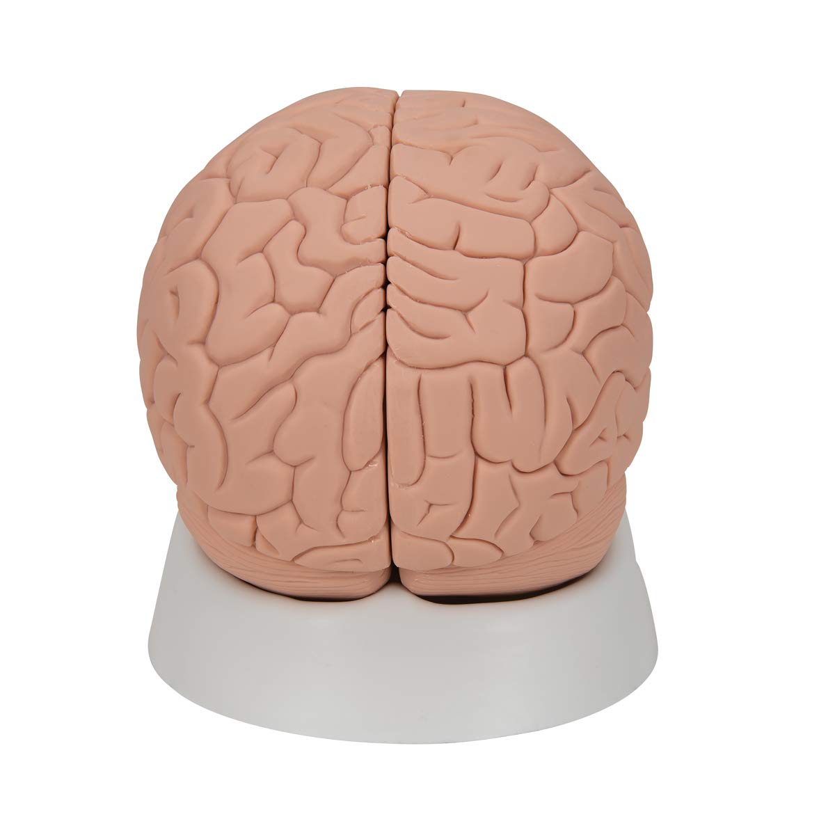 3b-scientific-c15-1-einf-hrungsmodell-des-gehirns-2-teilig-lebensgro-mit-sockel- image 4