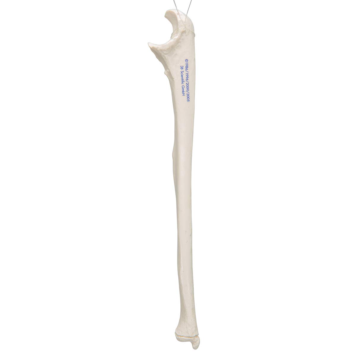 3b-scientific-ellenknochen-modell-ulna-unterarmknochen-replik-smart-anatomy-app image 3