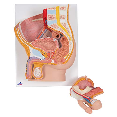 3b-scientific-m-nnliches-beckenmodell-2-teilig-pvc-smart-anatomy-app image 7