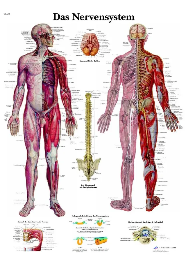 3b-scientific-vr0620uu-lehrtafel-das-nervensystem-anatomieposter-f-r-unterricht- image 1