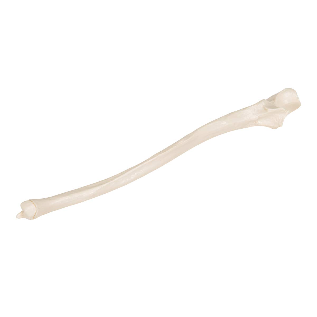 3b-scientific-ellenknochen-modell-ulna-unterarmknochen-replik-smart-anatomy-app image 2