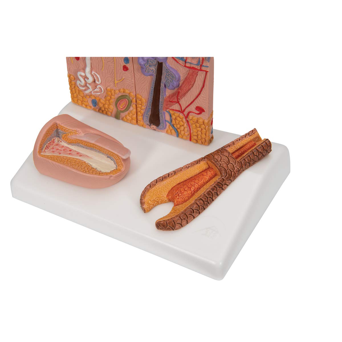 3b-scientific-nierenmodell-serie-l-ngsschnitt-nephron-niere-mit-blutgef-en-und-n image 8