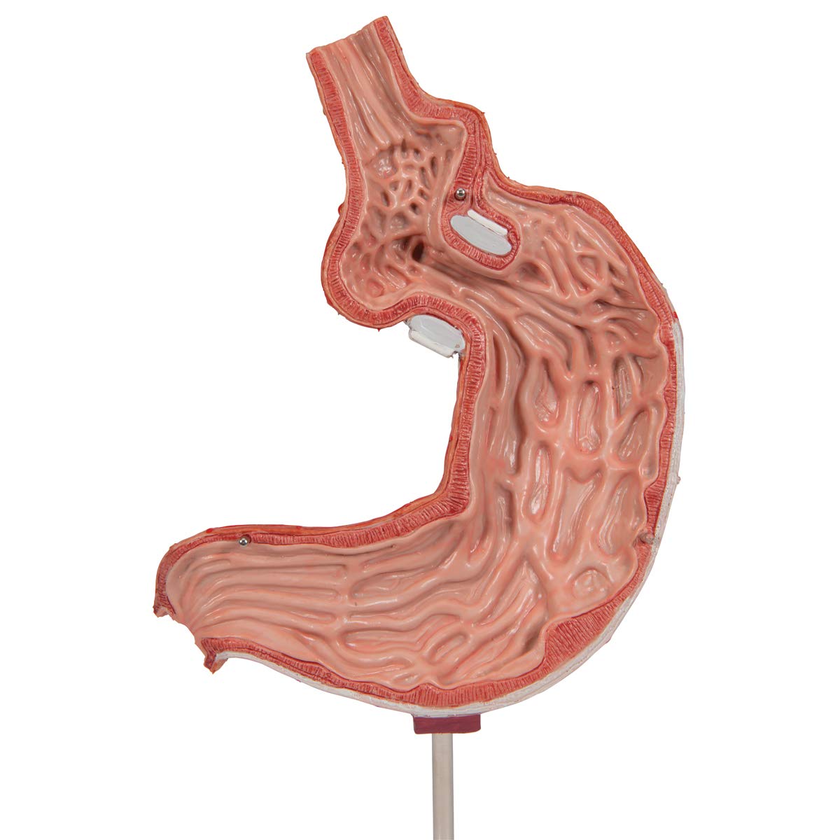 3b-scientific-magenbandmodell-menschlicher-magen-3b-smart-anatomy-app image 7