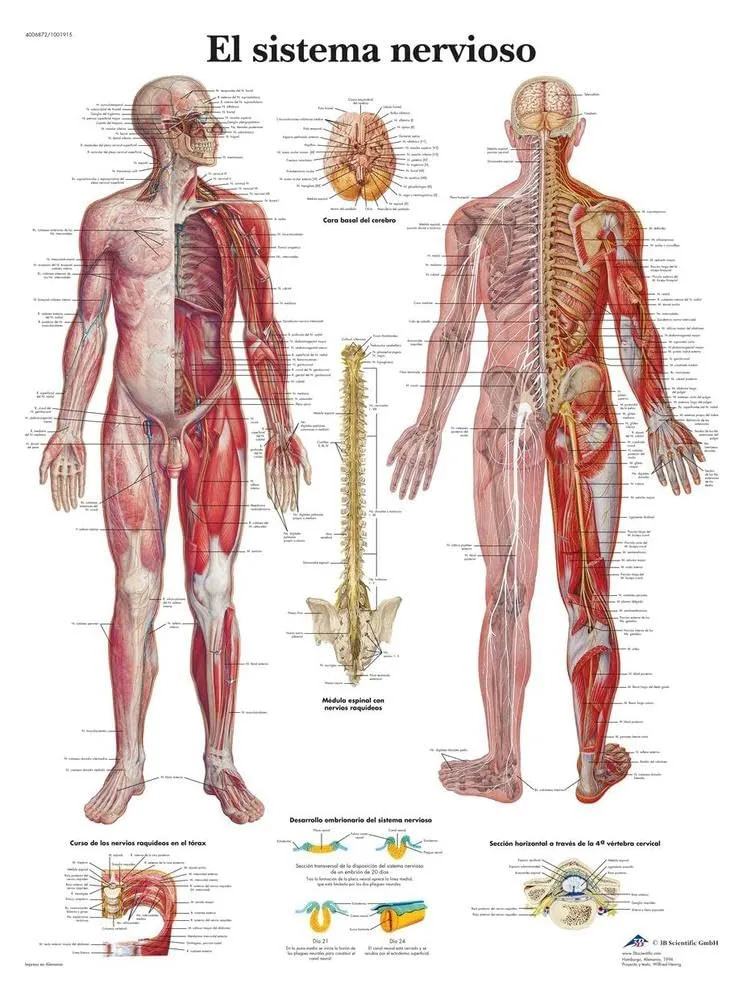3b-scientific-menschliches-nervensystem-tafel-laminiertes-anatomieposter-50x67-c image 1