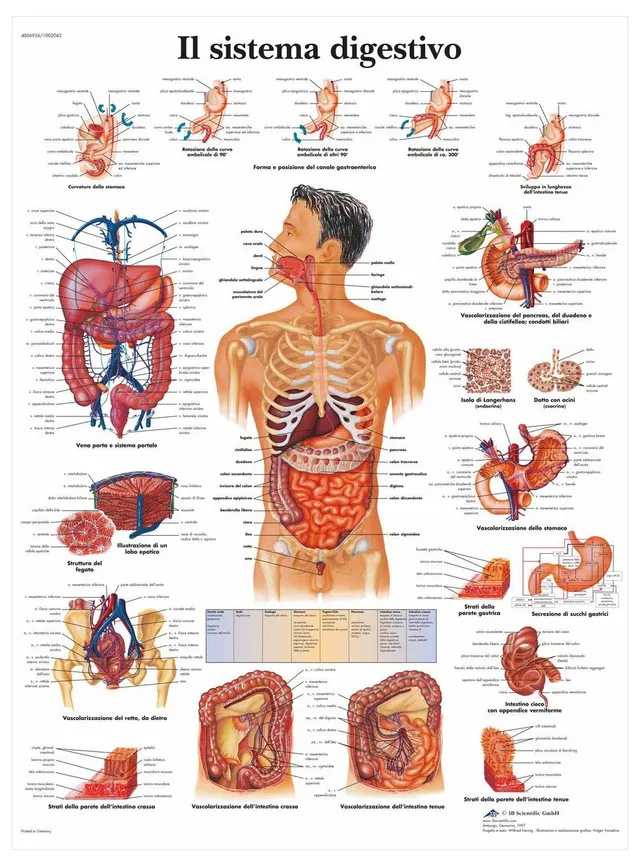 3b-scientific-lehrtafel-menschliches-verdauungssystem-laminiert-50x67-cm image 1