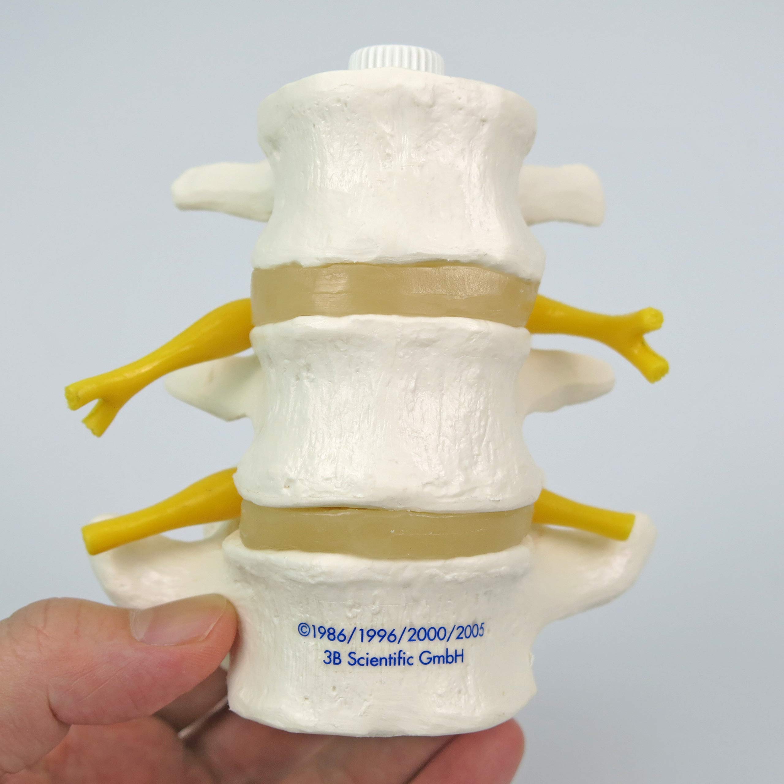 3b-scientific-a76-8-3-lendenwirbel-flexibel-montiert-mit-spinalnerven image 4