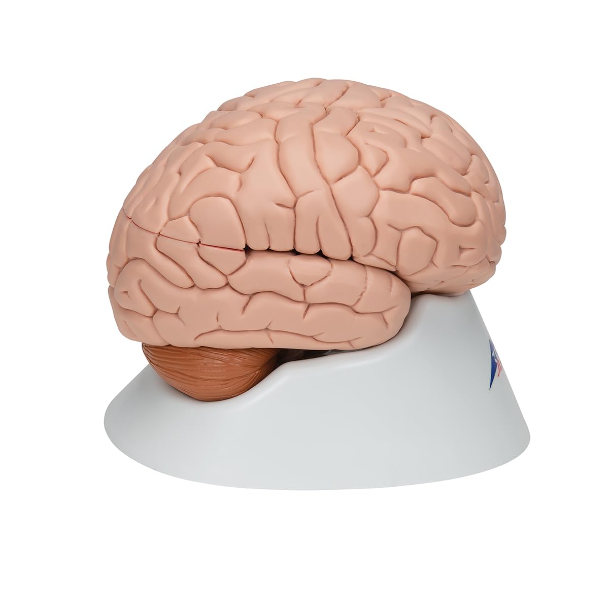 3b-scientific-c17-gehirnmodell-8-teilig-mit-3b-smart-anatomy image 3