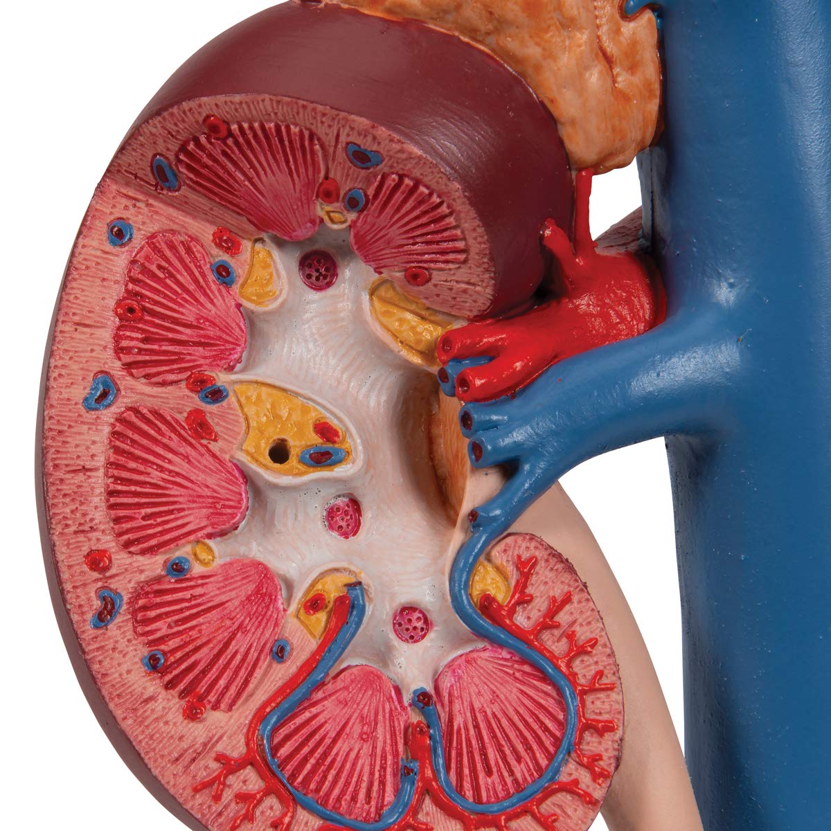3b-scientific-nieren-mit-hinteren-oberbauchorganen-3-teilig-3b-smart-anatomy-app image 8