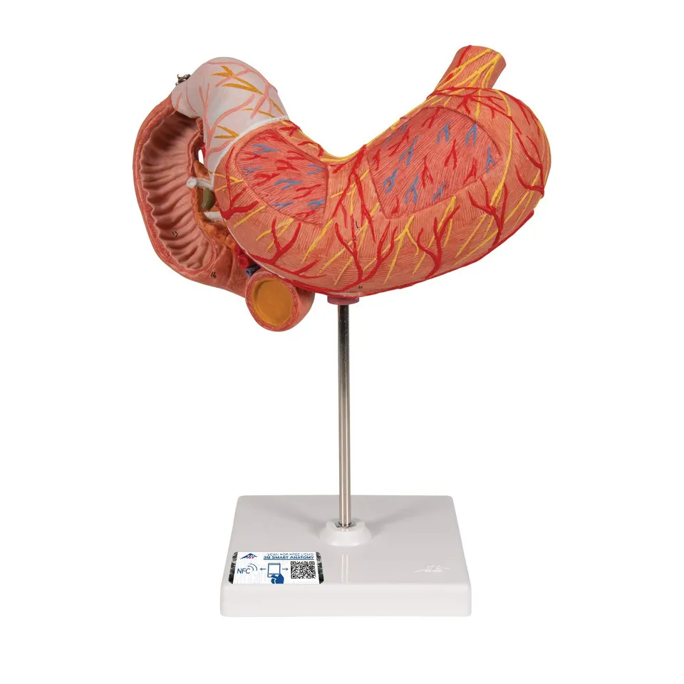 3b-scientific-magenmodell-3-teilig-anatomiemodell-aus-pvc image 1