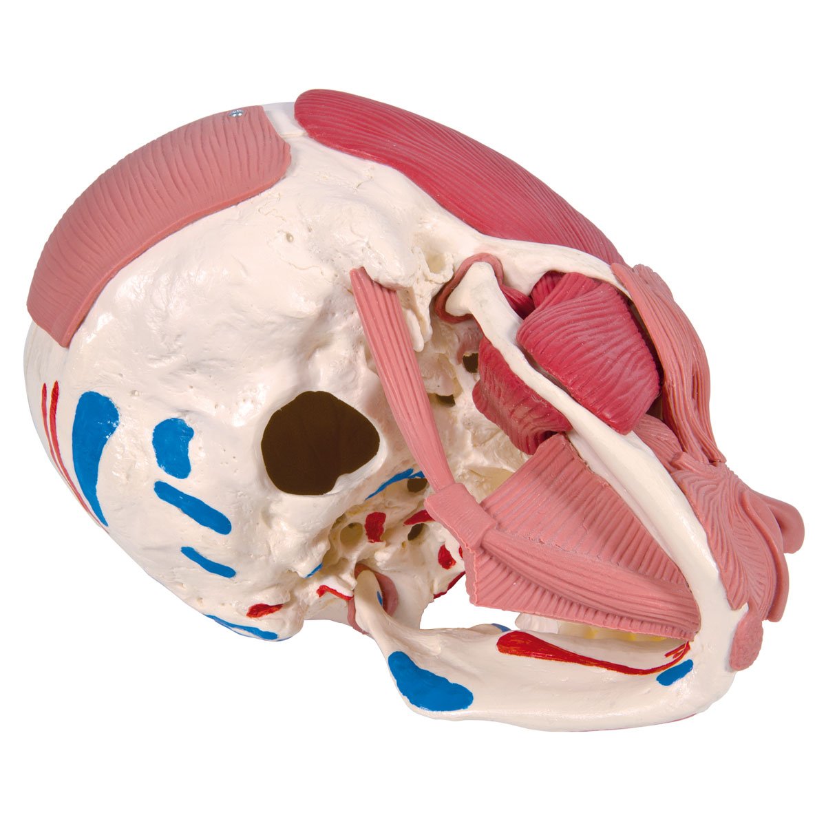 3b-scientific-classic-skull-series-sch-del-modell-a300-klassisch-mit-montage image 4