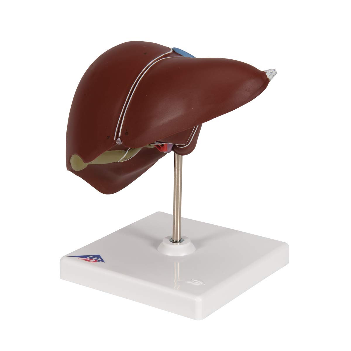3b-scientific-lebermodell-mit-gallenblase-und-3b-smart-anatomy-app-18-x-18-x-12- image 6