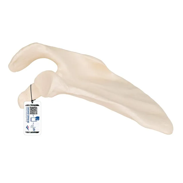 3b-scientific-schulterblatt-modell-in-originalgr-e-mit-3b-smart-anatomy-app image 1