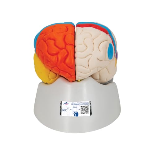 3b-scientific-c22-hirnfunktionen-modell-8-teilig-lebensgro-es-gehirnmodell-smart image 2