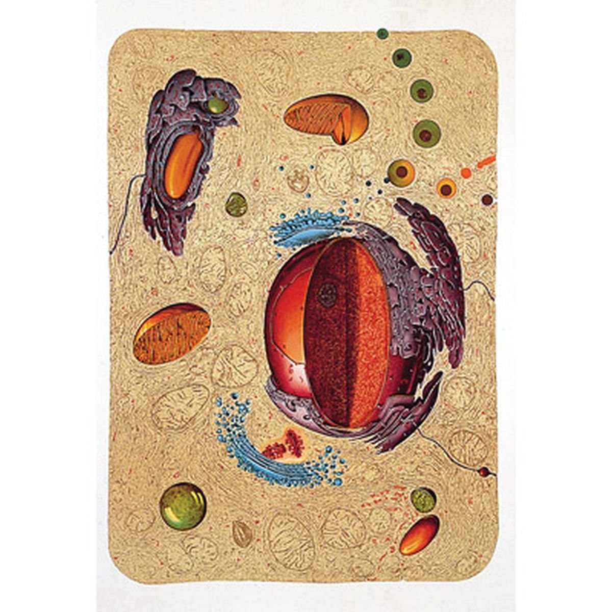 3b-scientific-menschliche-anatomie-lehrtafel-bau-einer-menschlichen-zelle-84x200 image 1