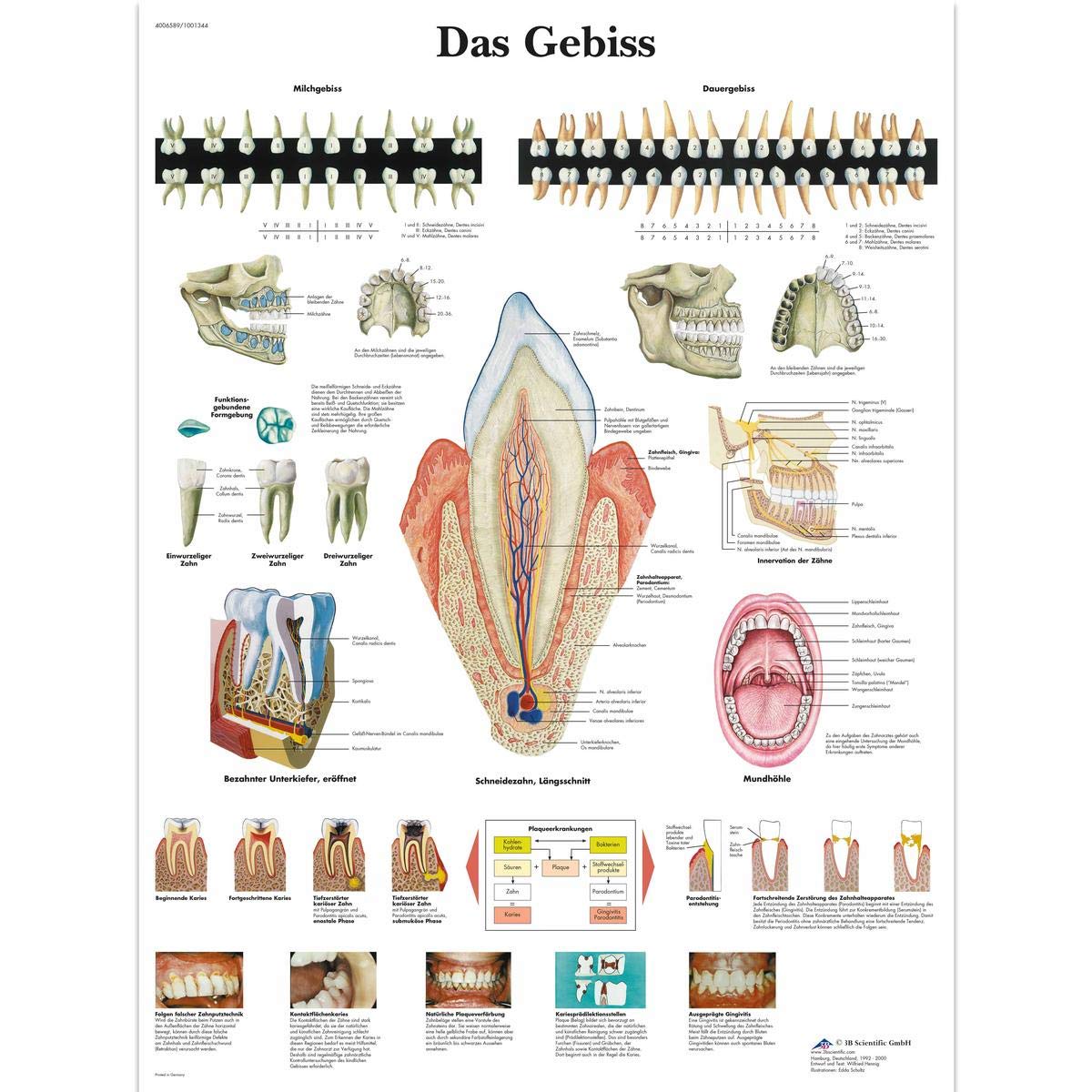 3b-scientific-lehrtafel-das-gebiss-vr0263l-laminiert-50x67-cm image 1