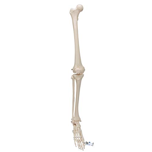 3b-scientific-beinskelett-mit-fu-lebensgro-es-anatomiemodell-smart-anatomy-app image 8