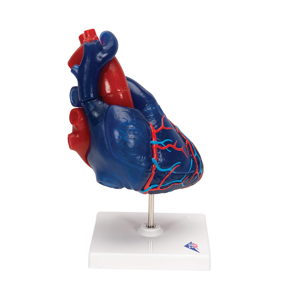 3b-scientific-herzmodell-lebensgro-5-teilig-didaktisch-smart-anatomy-app image 3