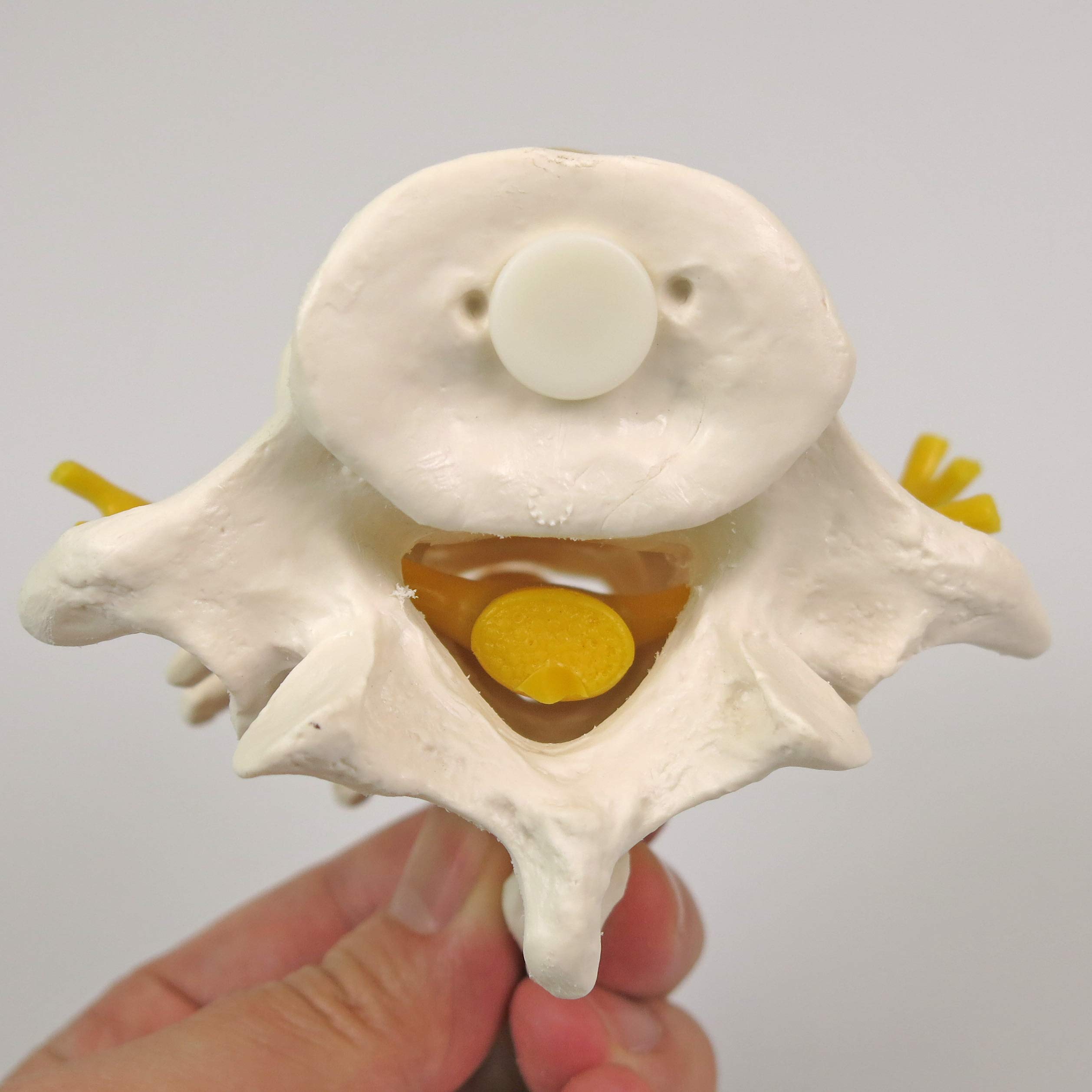 3b-scientific-a76-8-3-lendenwirbel-flexibel-montiert-mit-spinalnerven image 8