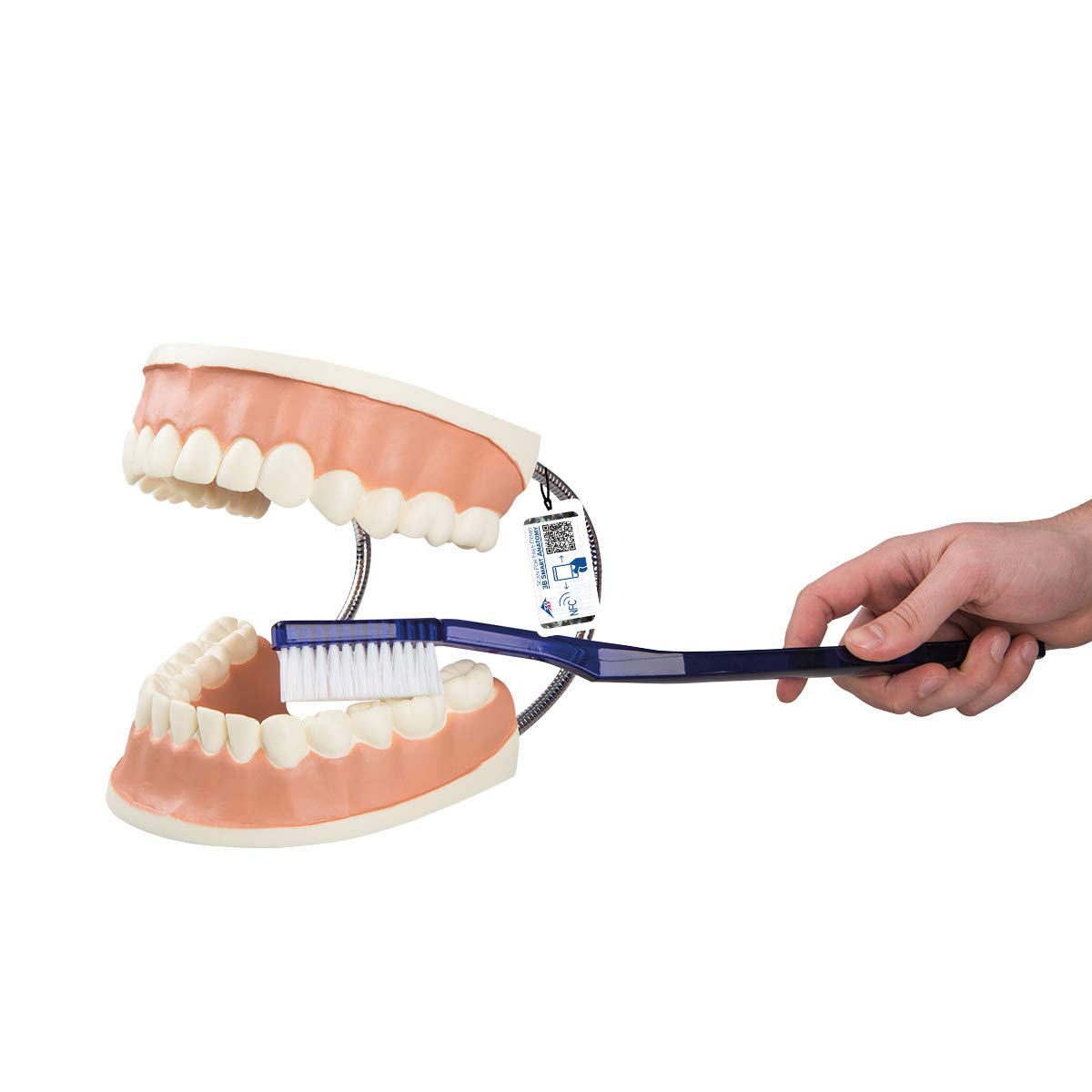 3b-scientific-riesen-zahnmodell-3-fach-vergr-ert-mit-zahnb-rste-smart-anatomy-ap image 1