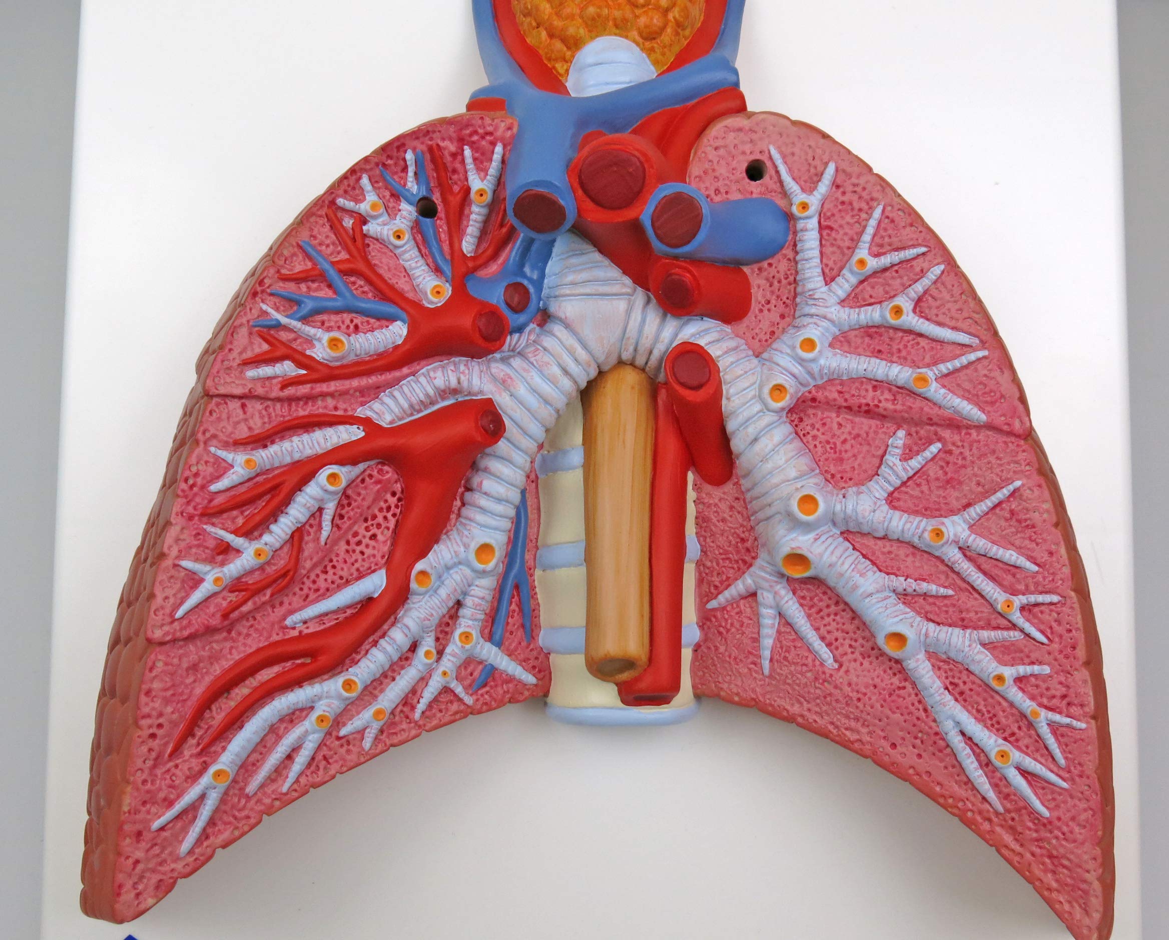 3b-scientific-lungenmodell-mit-kehlkopf-5-teiliges-humananatomie-modell-mit-abne image 4