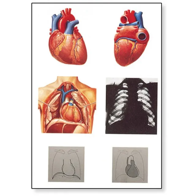 3b-scientific-lehrtafel-das-herz-i-anatomie-riesenposter-84x200cm image 1