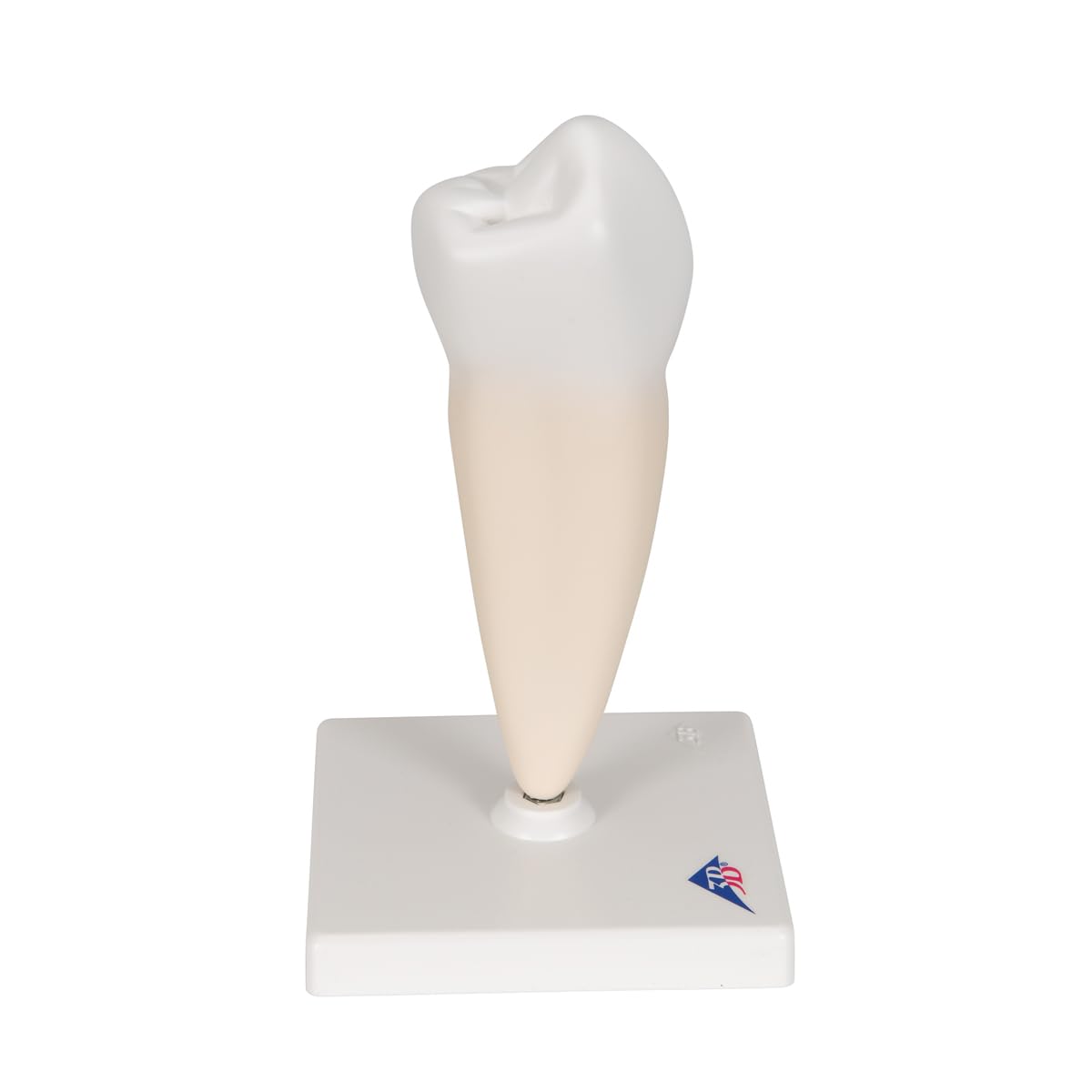 3b-scientific-unterer-einwurzeliger-pr-molar-zahnmodell-auf-stativ-3b-smart-anat image 3