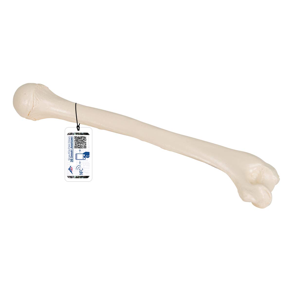 3b-scientific-humerus-modell-a45-1-oberarmknochen-in-naturgr-e-mit-smart-anatomy image 1