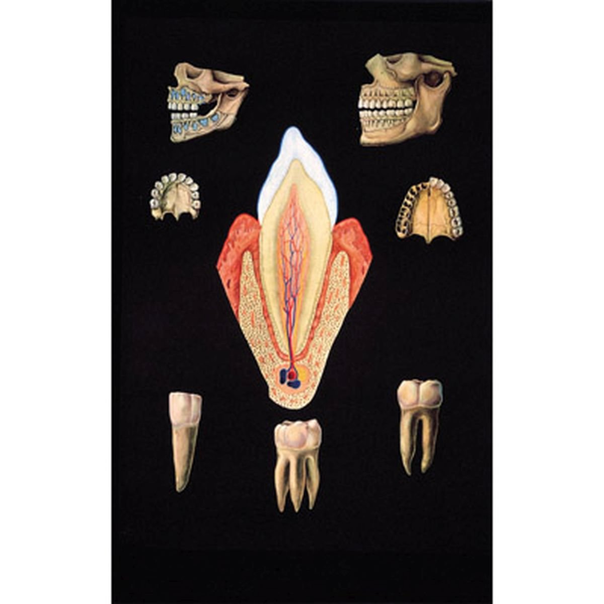 3b-scientific-lehrtafel-das-gesunde-gebiss-anatomie-wandkarte-84x200-cm-mit-holz image 1
