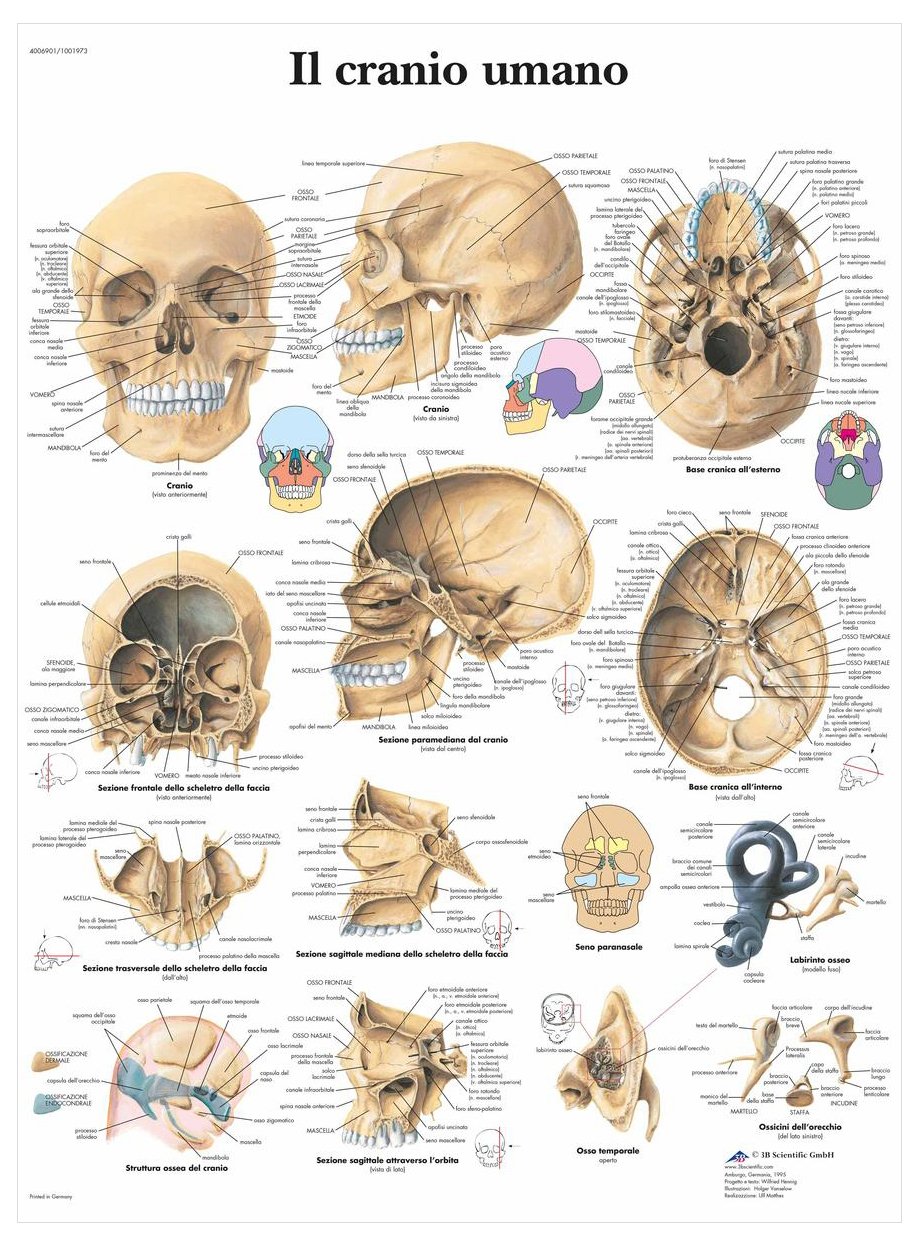3b-scientific-lehrtafel-menschlicher-sch-del-anatomieposter-sch-delknochen-50-x- image 2