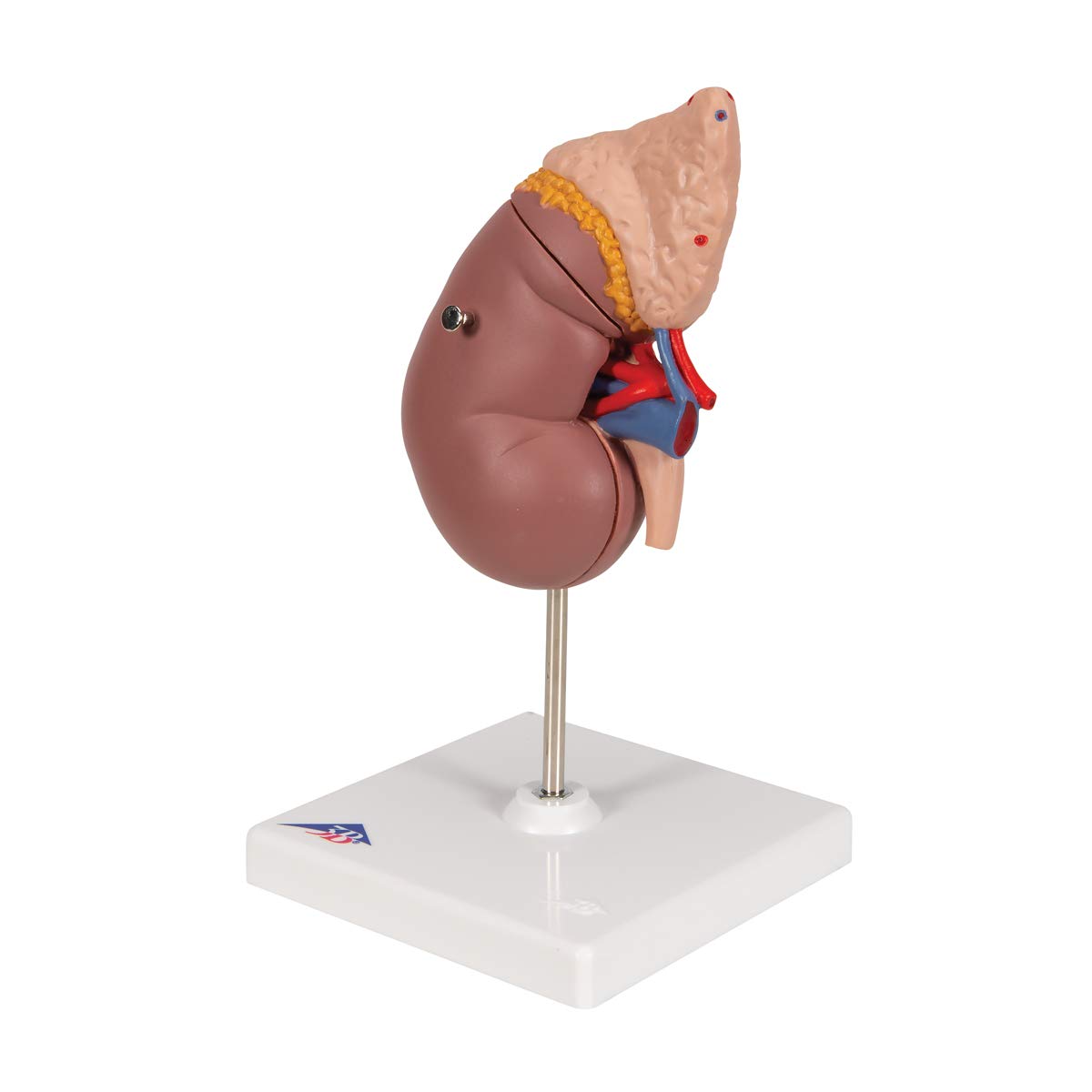 3b-scientific-k12-nierenmodell-mit-nebenniere-und-stativ-3b-smart-anatomy-app image 6