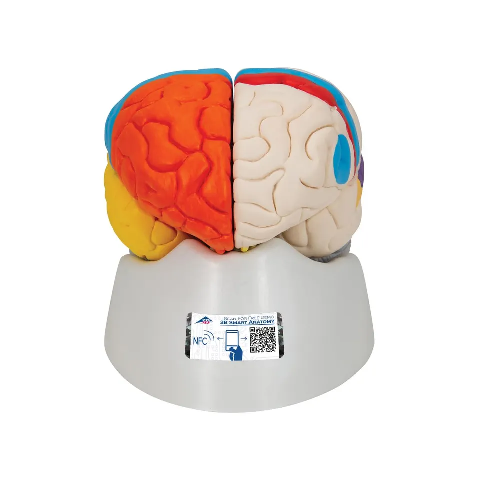 3b-scientific-c22-hirnfunktionen-modell-8-teilig-lebensgro-es-gehirnmodell-smart image 1