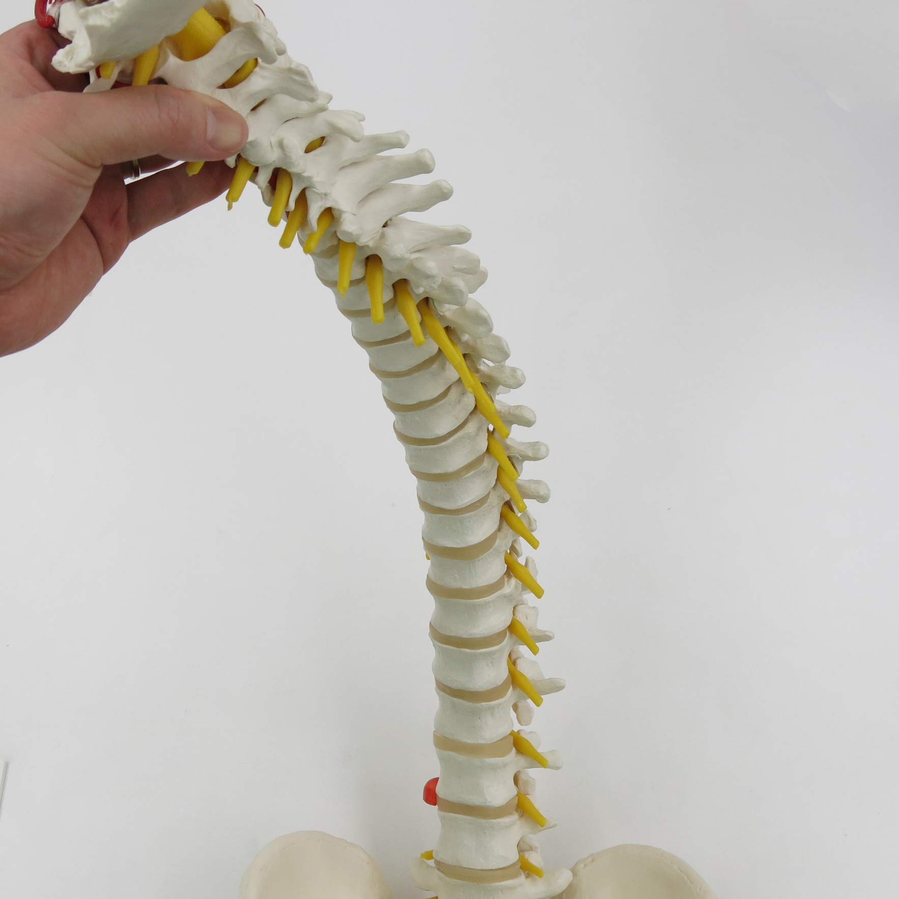 3b-scientific-flexible-wirbels-ule-klassisch-lebensgro-mit-becken-und-3b-smart-a image 4