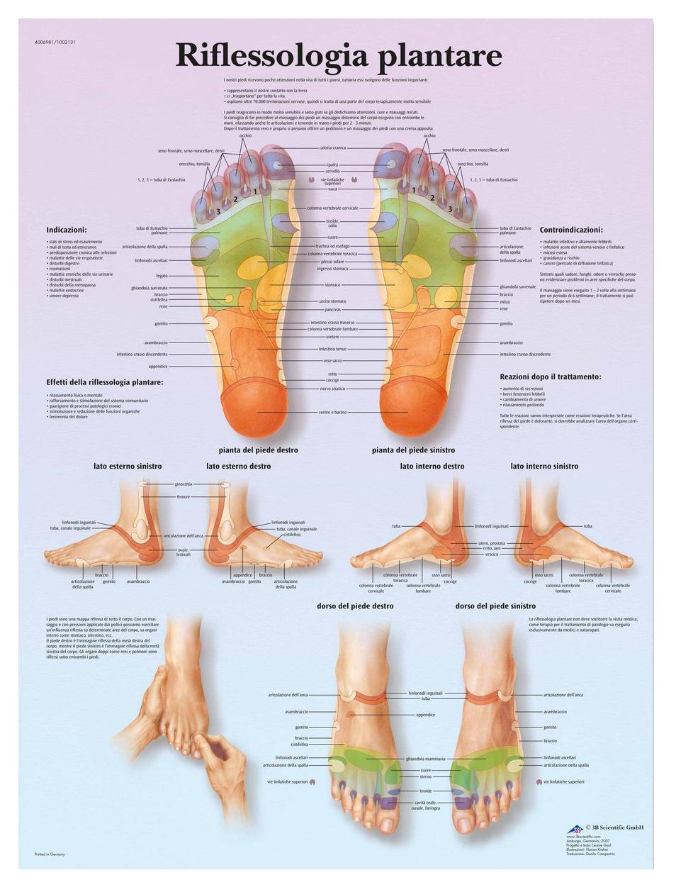 3b-scientific-plantare-reflexzonen-tafel-laminiertes-fu-reflexzonen-poster-f-r-s image 2