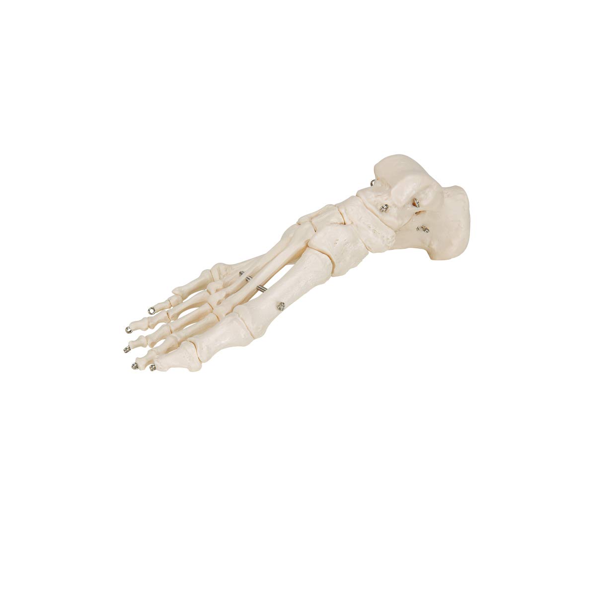 3b-scientific-fu-skelett-modell-auf-draht-mit-3b-smart-anatomy-app-anatomie-fu image 8