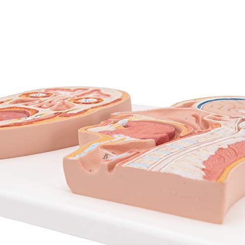 3b-scientific-kopfmodell-lebensgro-median-frontalschnitt-mit-gehirn-smart-anatom image 6