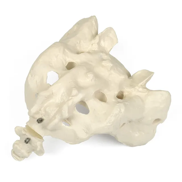 3b-scientific-kreuzbein-mit-stei-bein-anatomiemodell-20-x-15-x-15-cm-smart-anato image 1