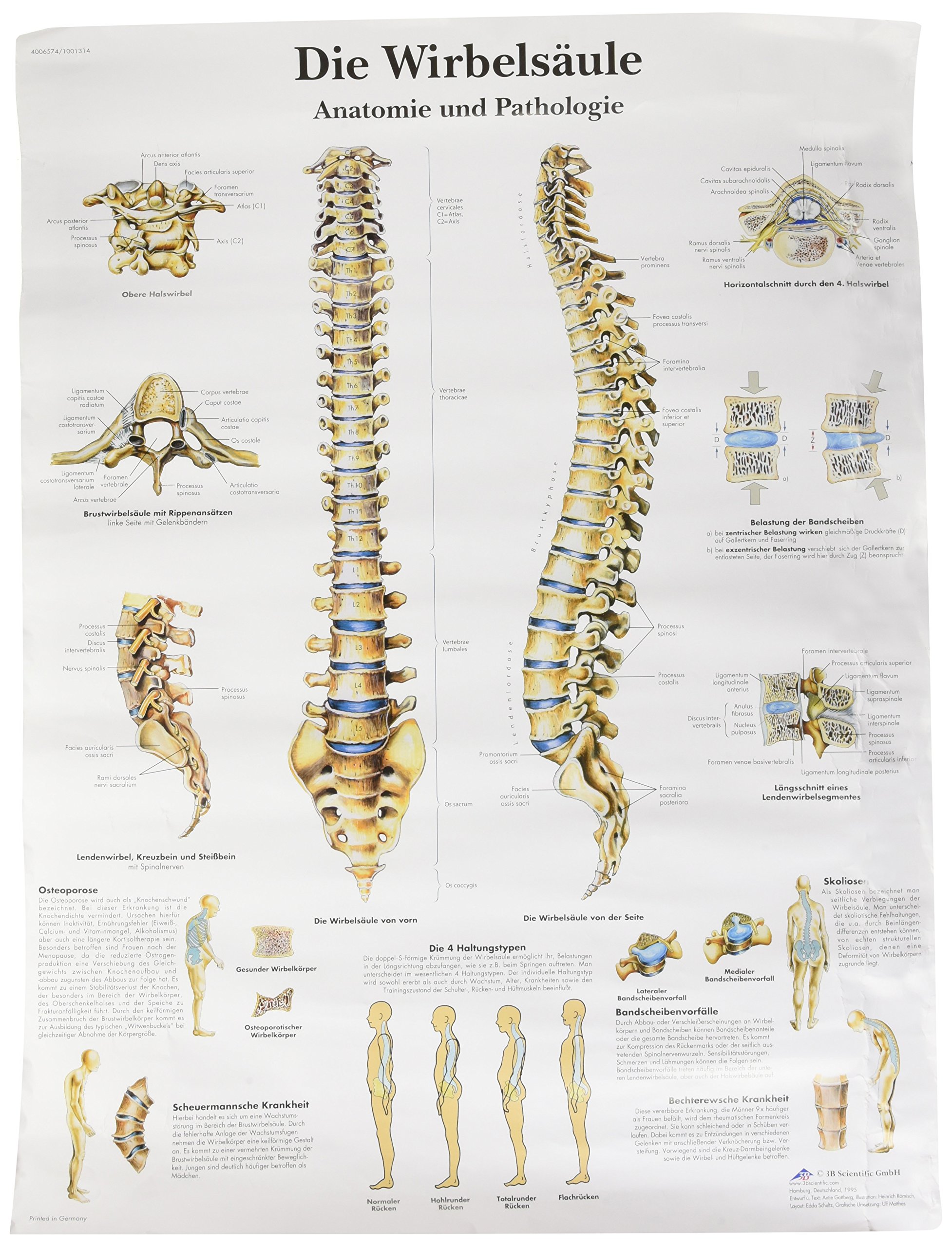 3b-scientific-lehrtafel-die-menschliche-wirbels-ule-laminiert-50-x-67-cm image 2