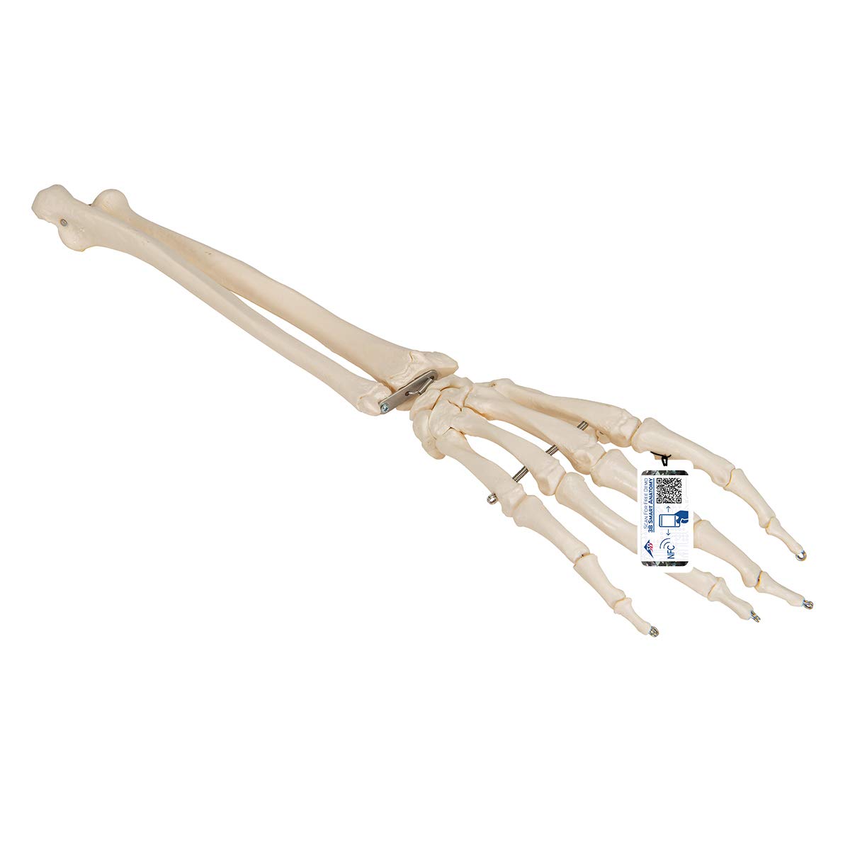 3b-scientific-handskelett-mit-unterarm-lebensgro-auf-draht-smart-anatomy-app image 1